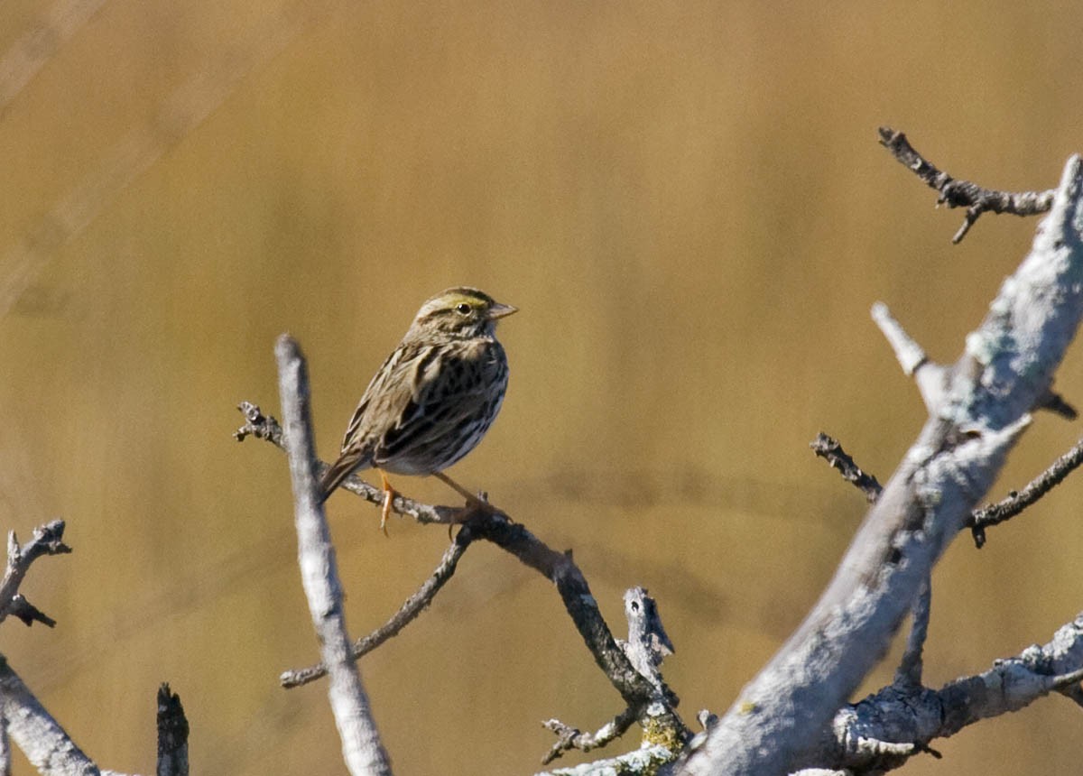 Savannah Sparrow (Belding's) - ML37166321