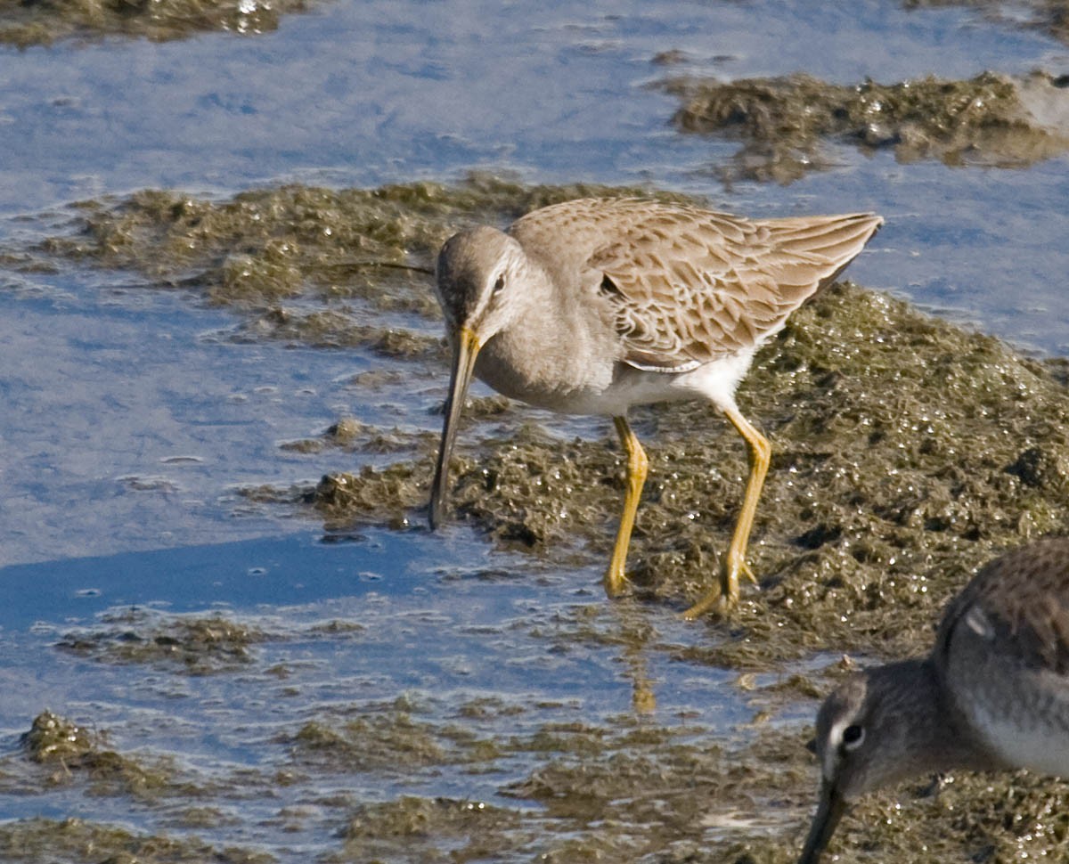 Long-billed Dowitcher - ML37166451