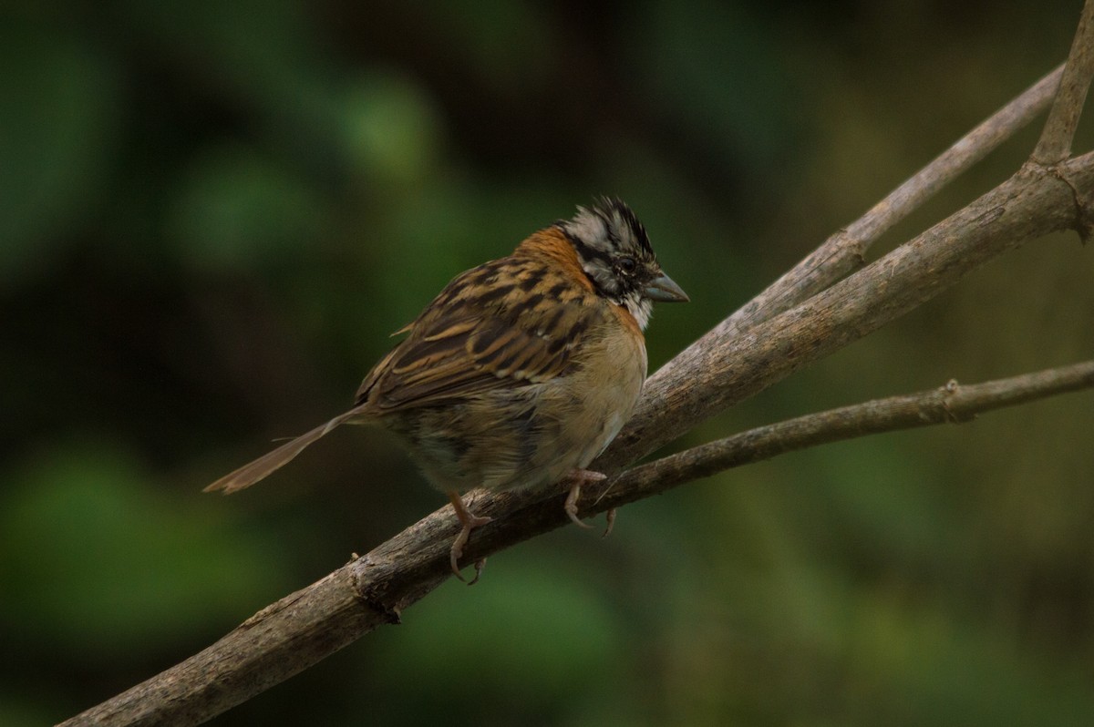 Rufous-collared Sparrow - ML371674661