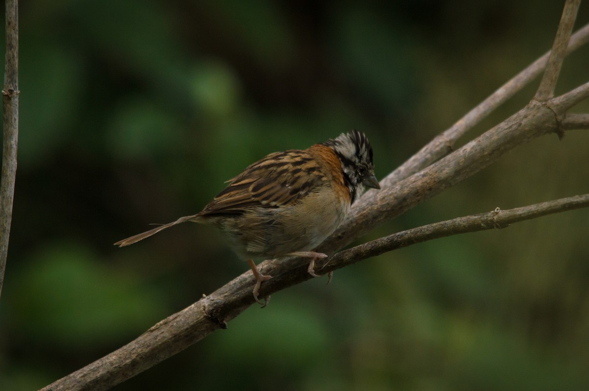 Rufous-collared Sparrow - ML371674811