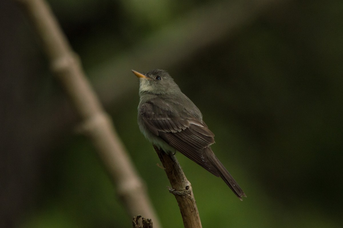 Greater Pewee - ML371677041