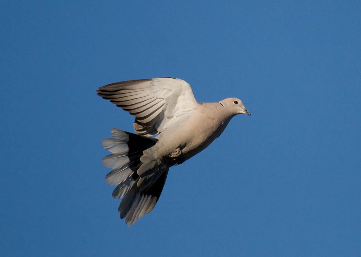 Eurasian Collared-Dove - ML37168271