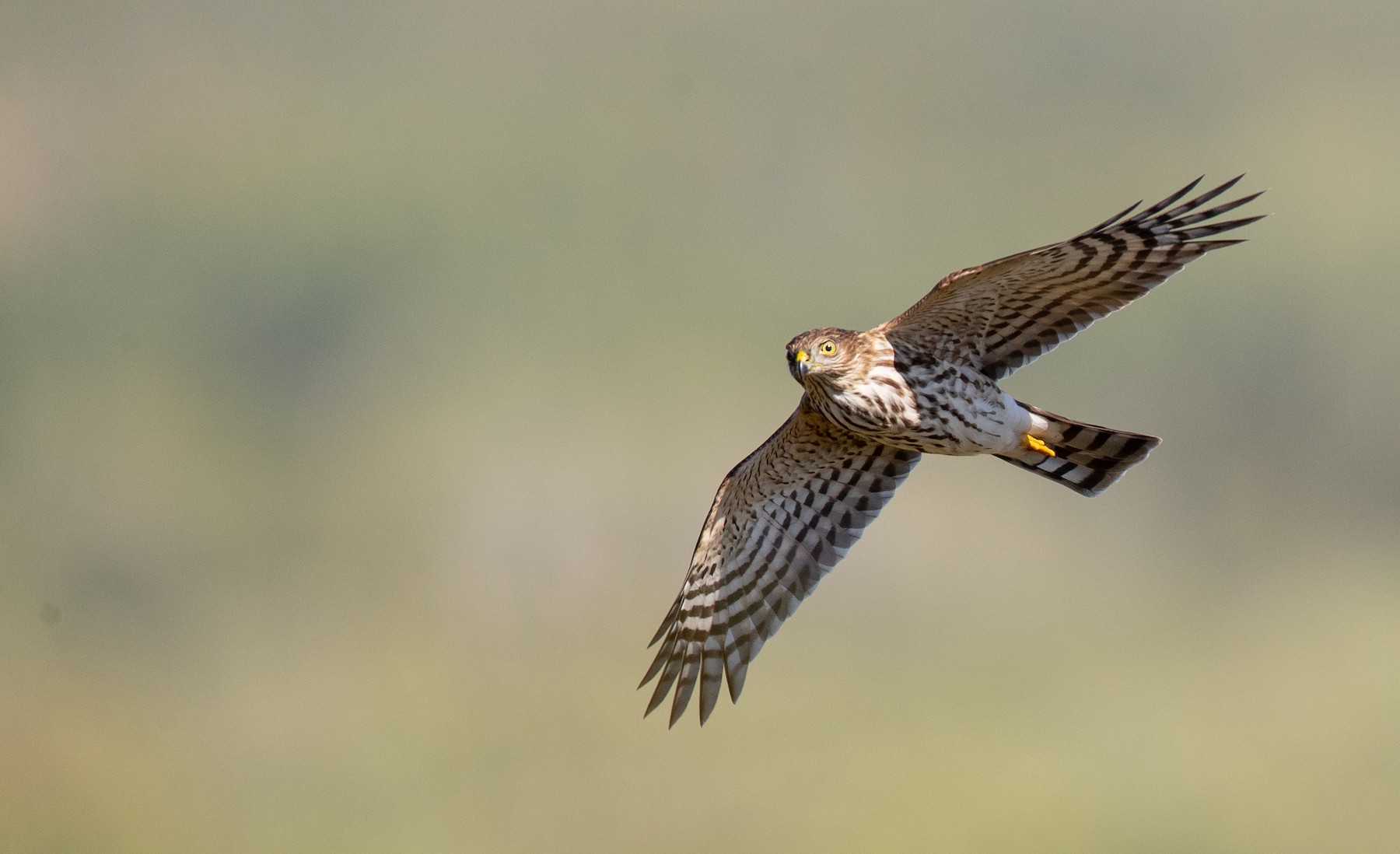 アシボソハイタカ Velox グループ Ebird