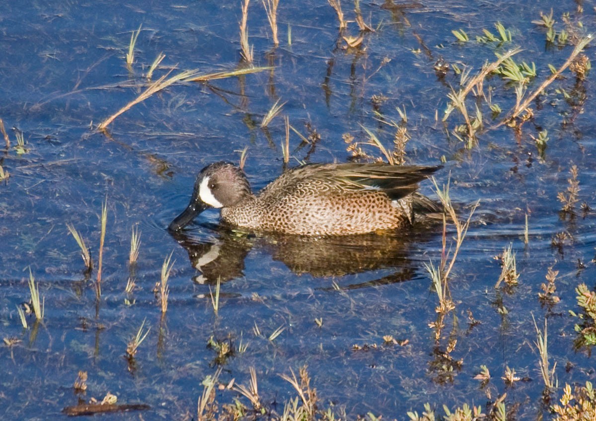 Blue-winged Teal - ML37168541