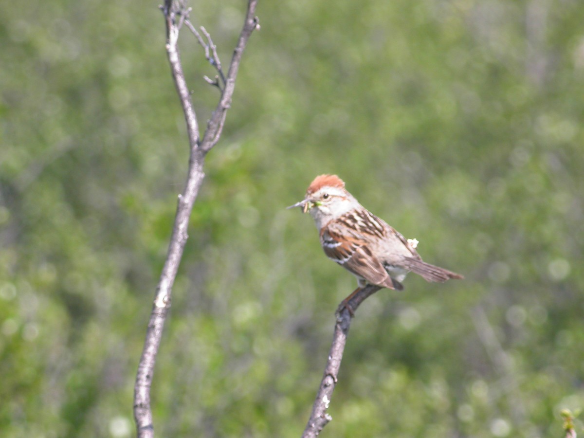 American Tree Sparrow - Christian Rixen