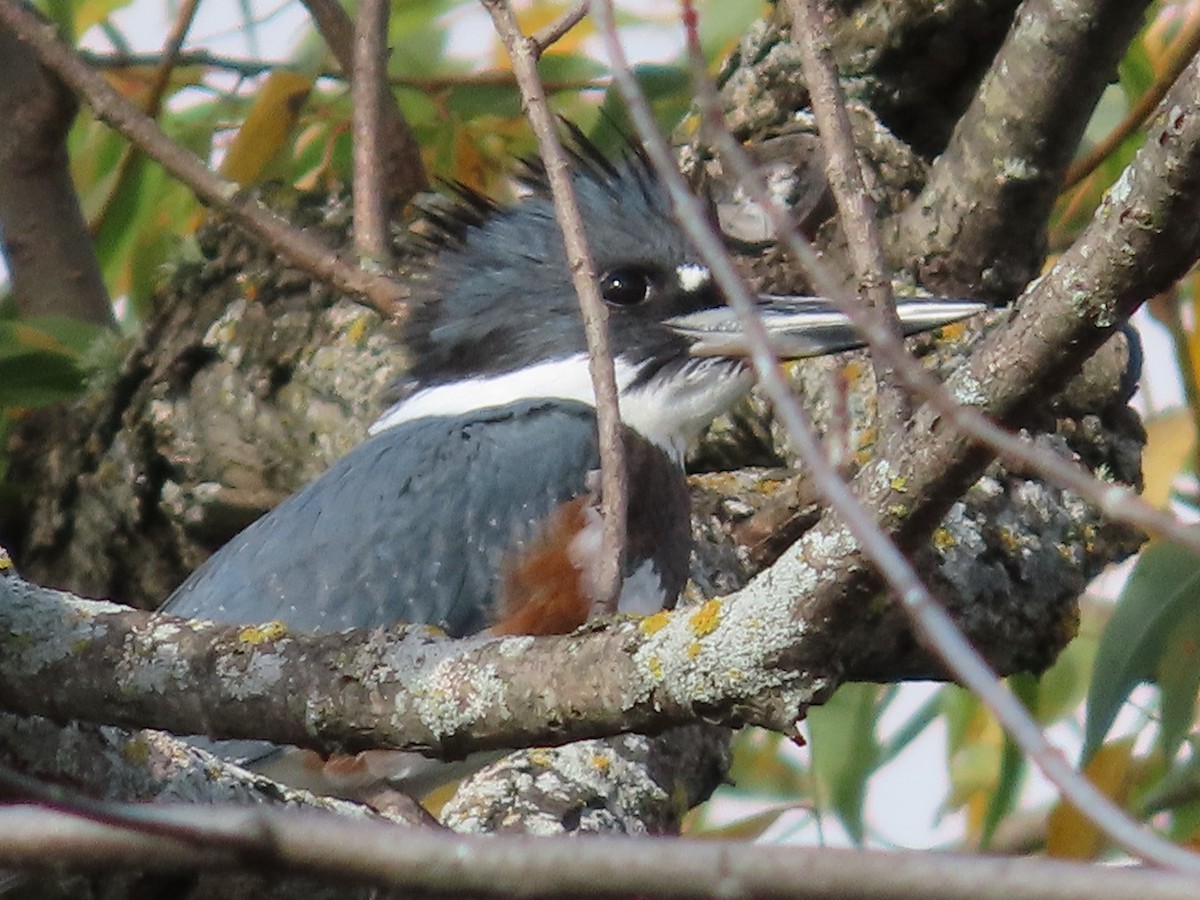Belted Kingfisher - ML371693441