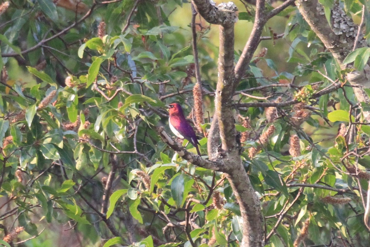 Violet-backed Starling - ML37170471