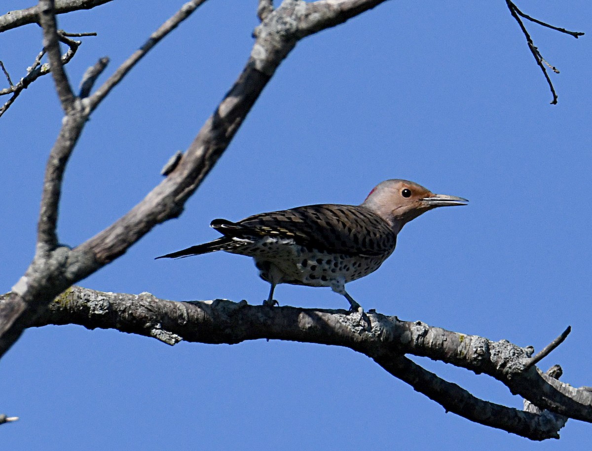 Northern Flicker (Yellow-shafted) - ML371705741