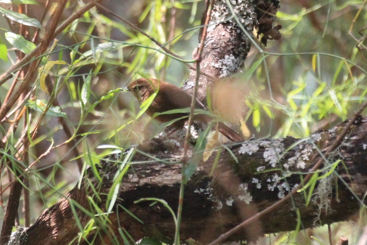 Evergreen-forest Warbler - Charles Davies