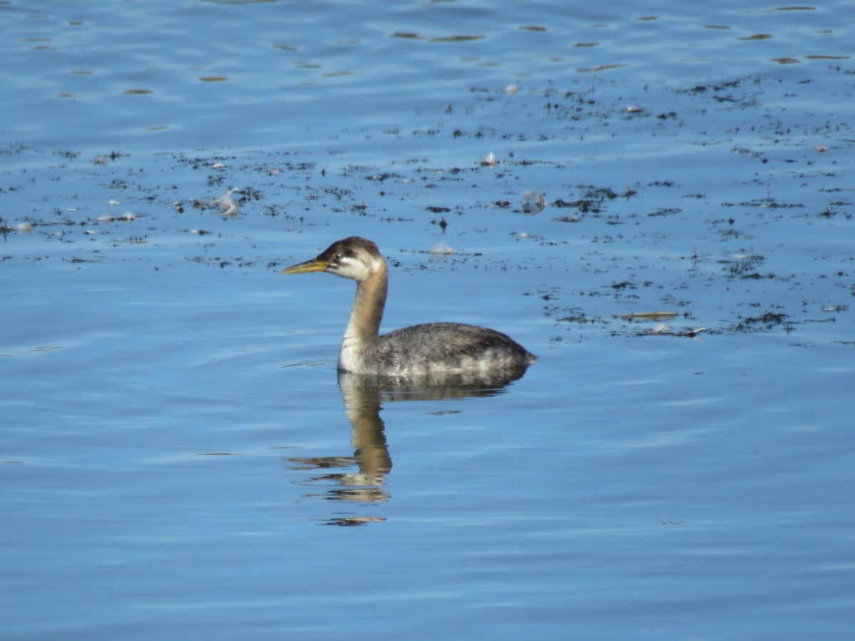 Red-necked Grebe - ML371711761