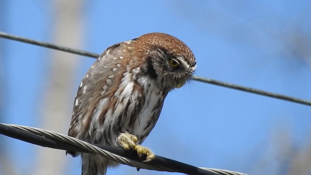 Austral Pygmy-Owl - ML371713491