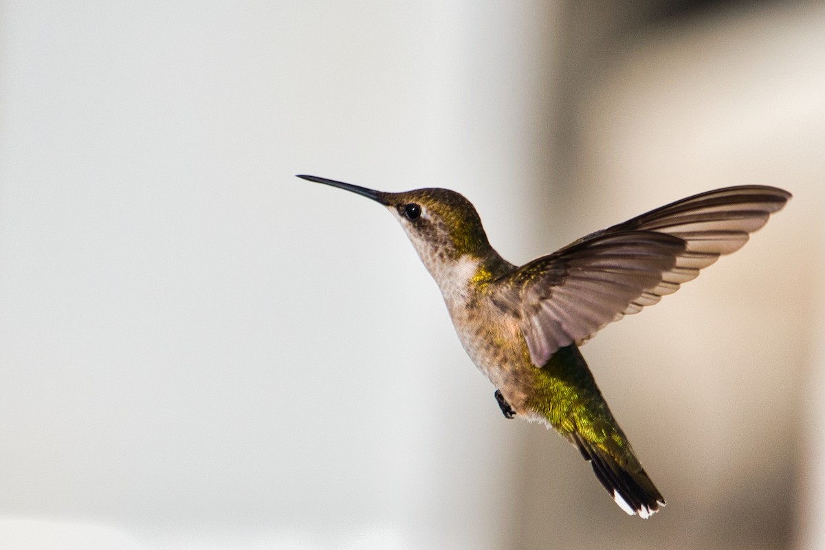 Ruby-throated Hummingbird - Donald Fullmer