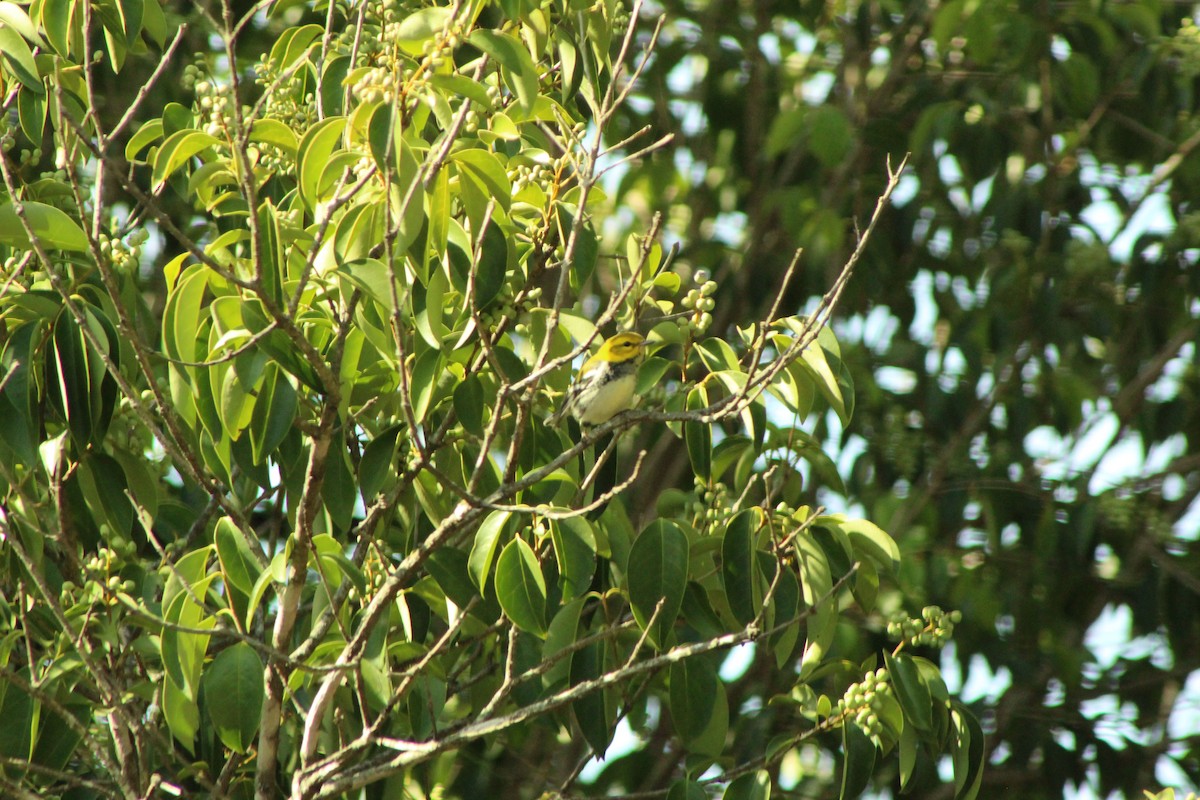 Black-throated Green Warbler - ML371715111