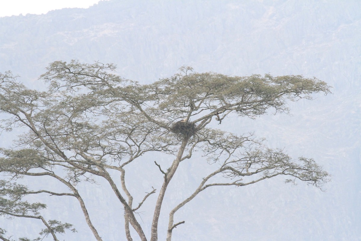 Palm-nut Vulture - Charles Davies