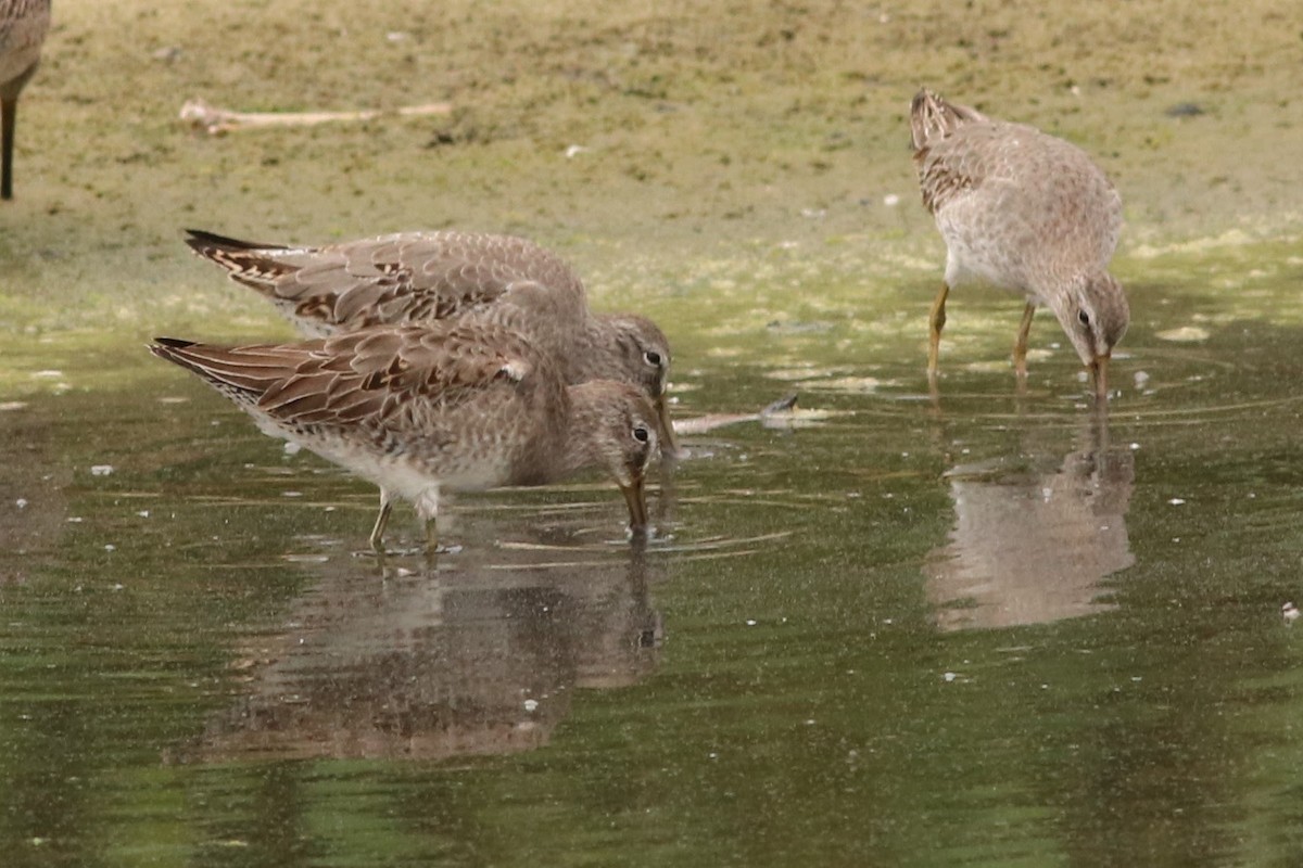 Long-billed Dowitcher - ML37172871