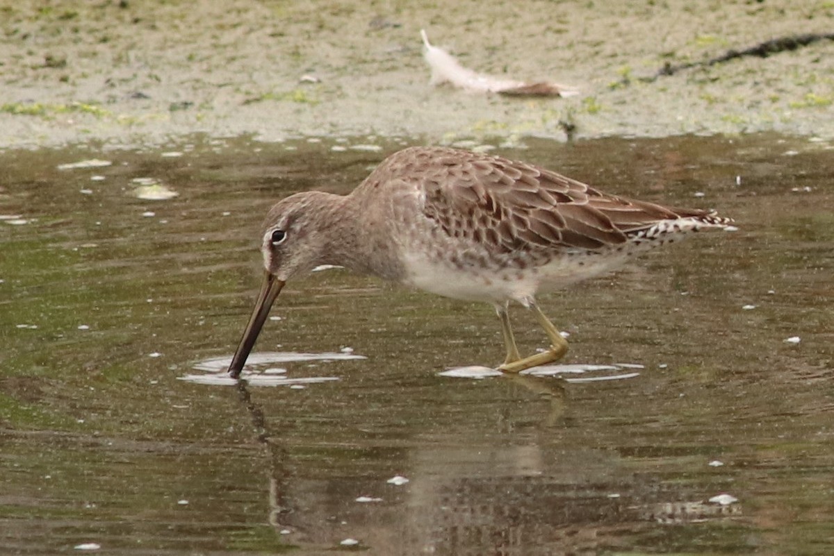 Long-billed Dowitcher - ML37172881