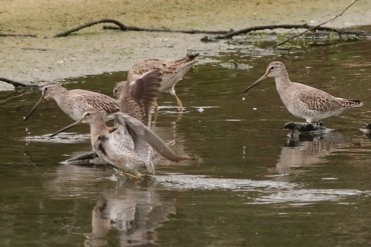 Long-billed Dowitcher - ML37172891