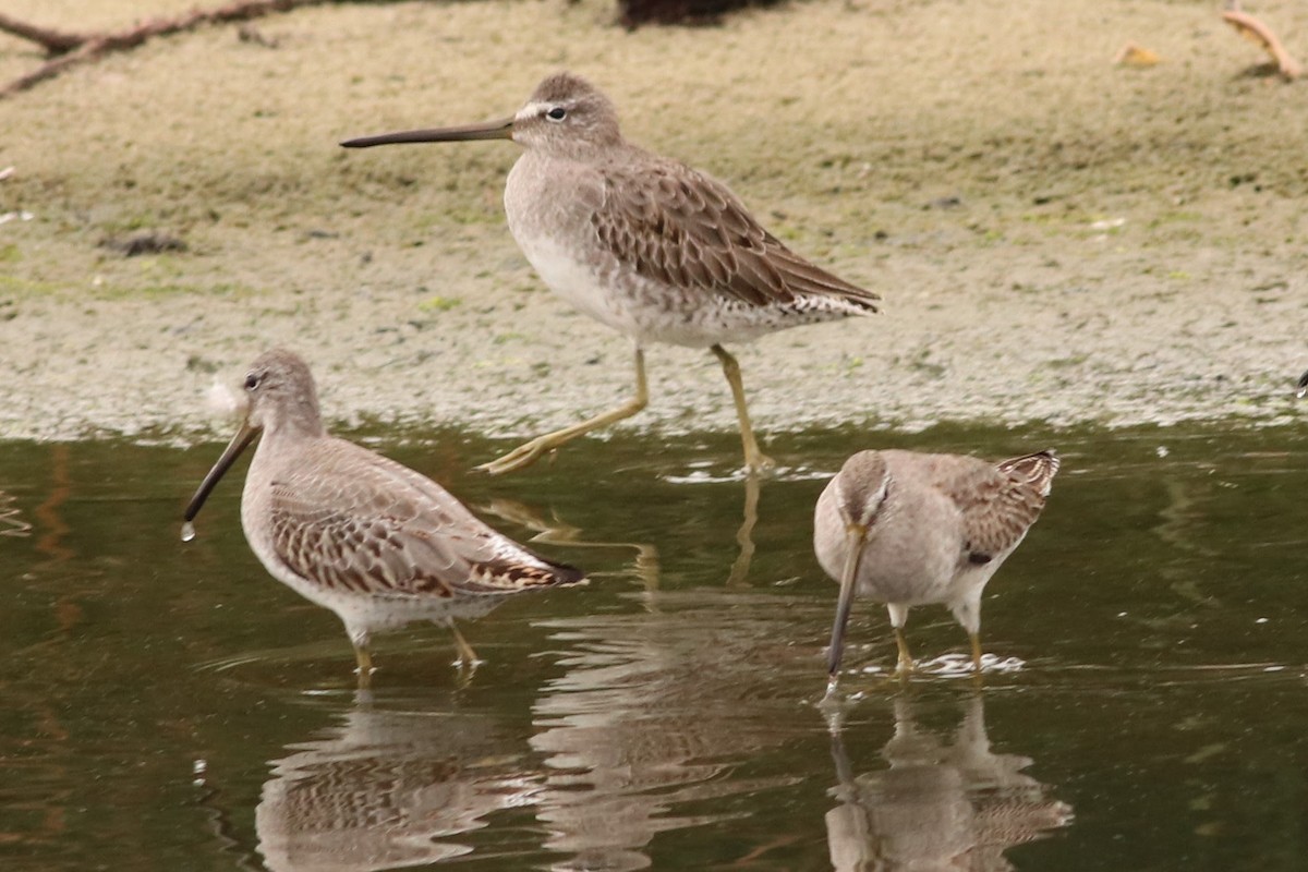 Long-billed Dowitcher - ML37172901