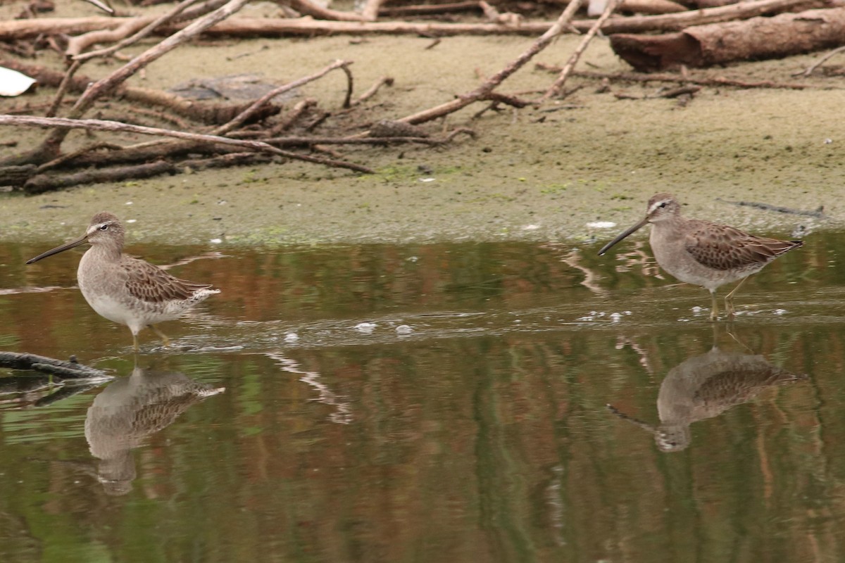 Long-billed Dowitcher - ML37172921