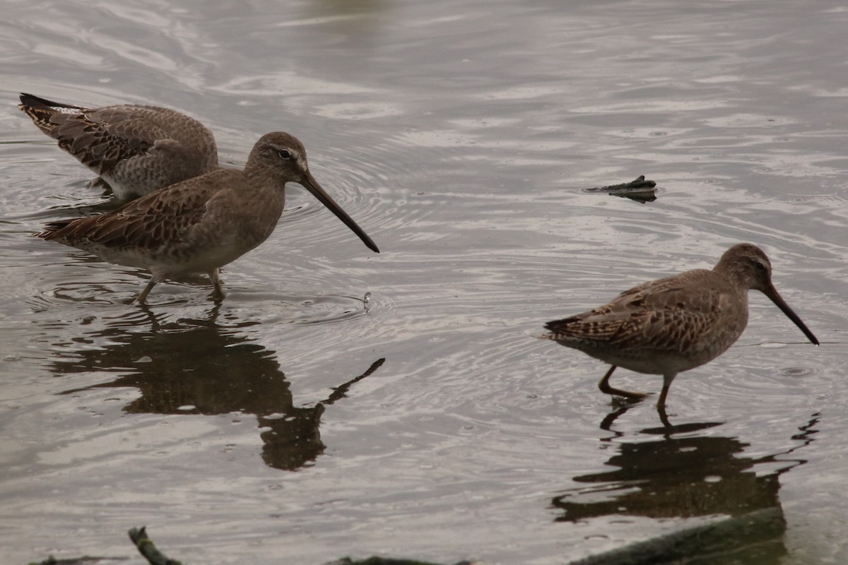 Long-billed Dowitcher - ML37172941