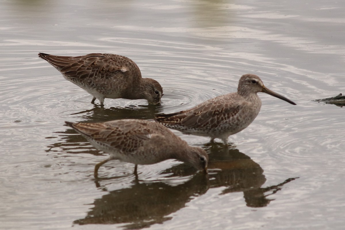 Long-billed Dowitcher - ML37172951