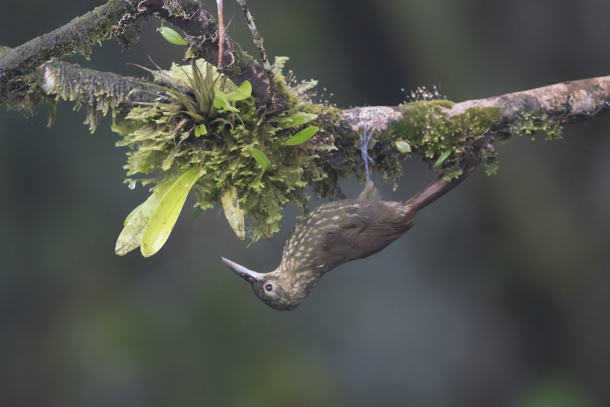 Spotted Woodcreeper - Hans Heinz