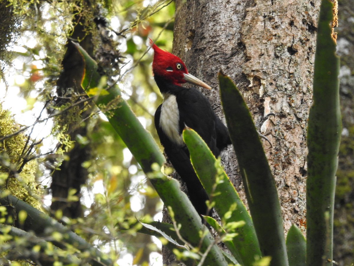 Cream-backed Woodpecker - dario wendeler