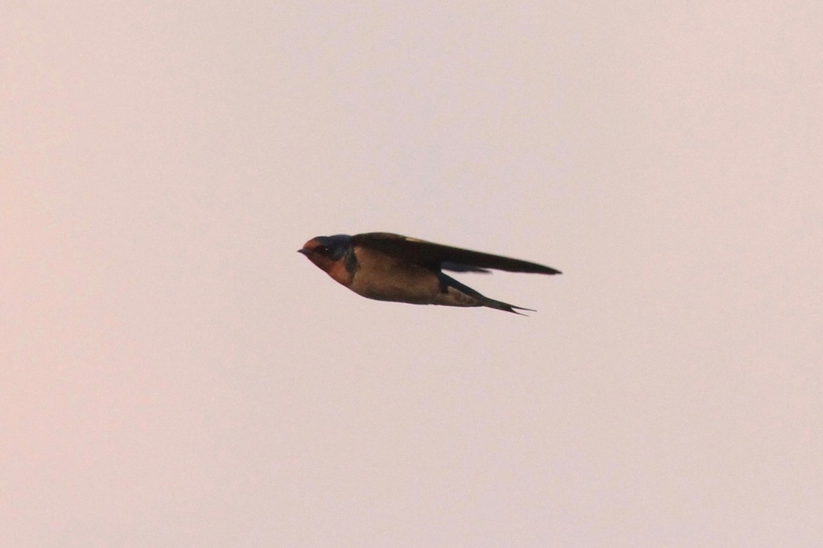 Angola Swallow - Charles Davies