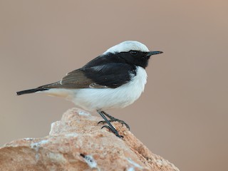  - Mourning Wheatear