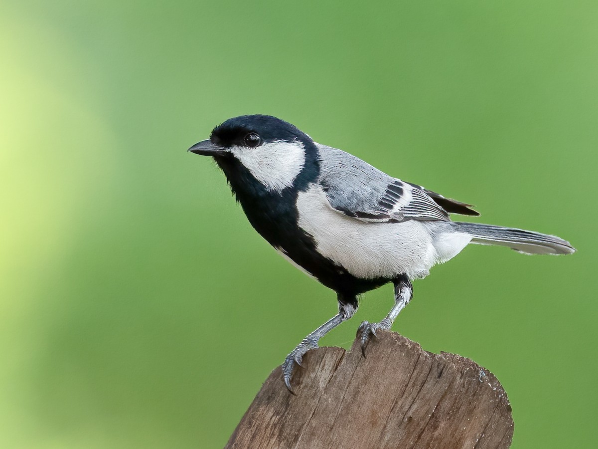 Cinereous Tit (Parus cinereus) · iNaturalist