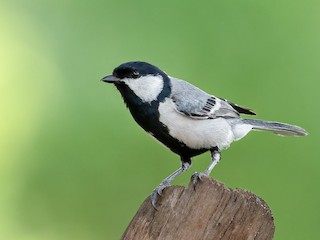  - Cinereous Tit