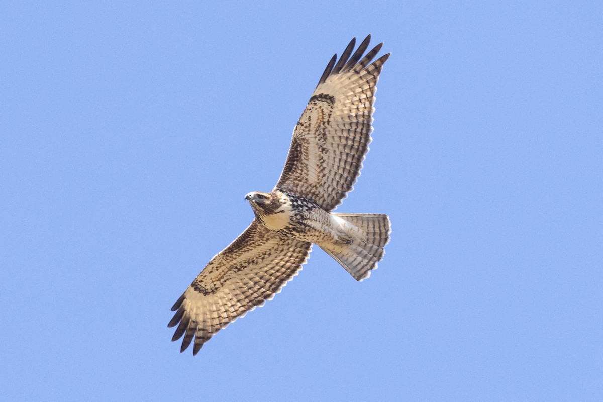 Red-tailed Hawk - ML371736931