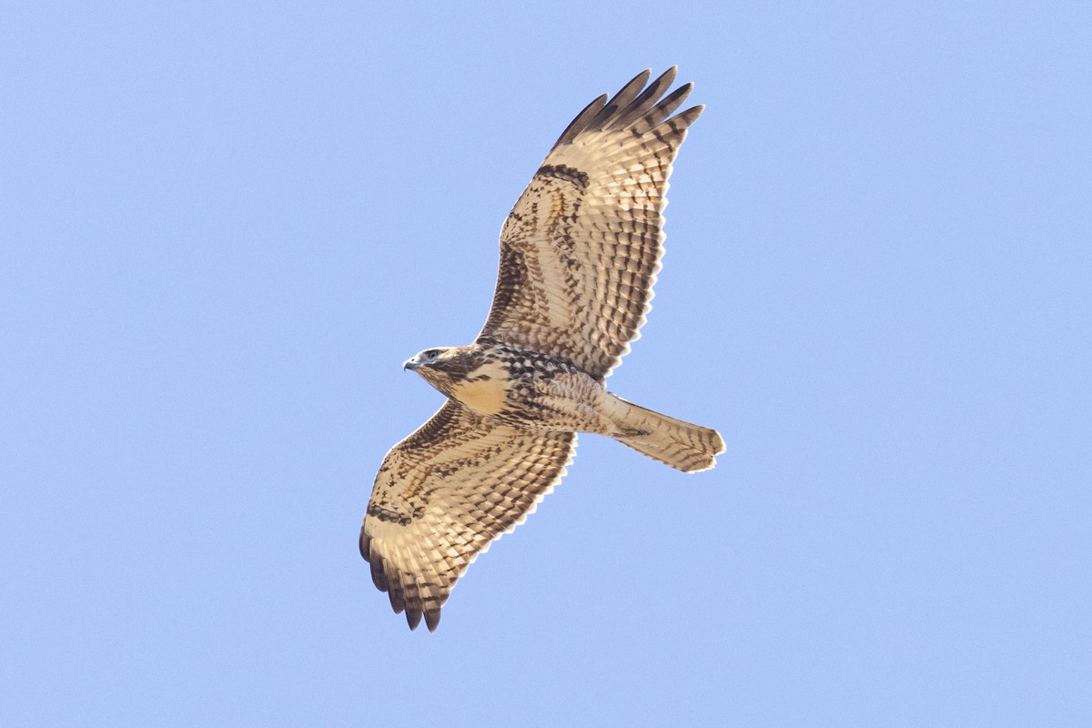 Red-tailed Hawk - ML371736941