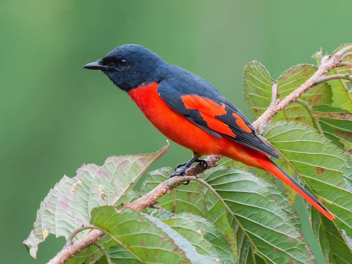 Scarlet Minivet - eBird