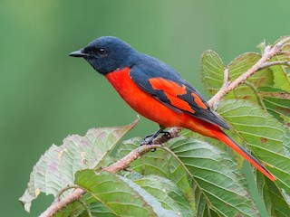  - Scarlet Minivet (Scarlet)