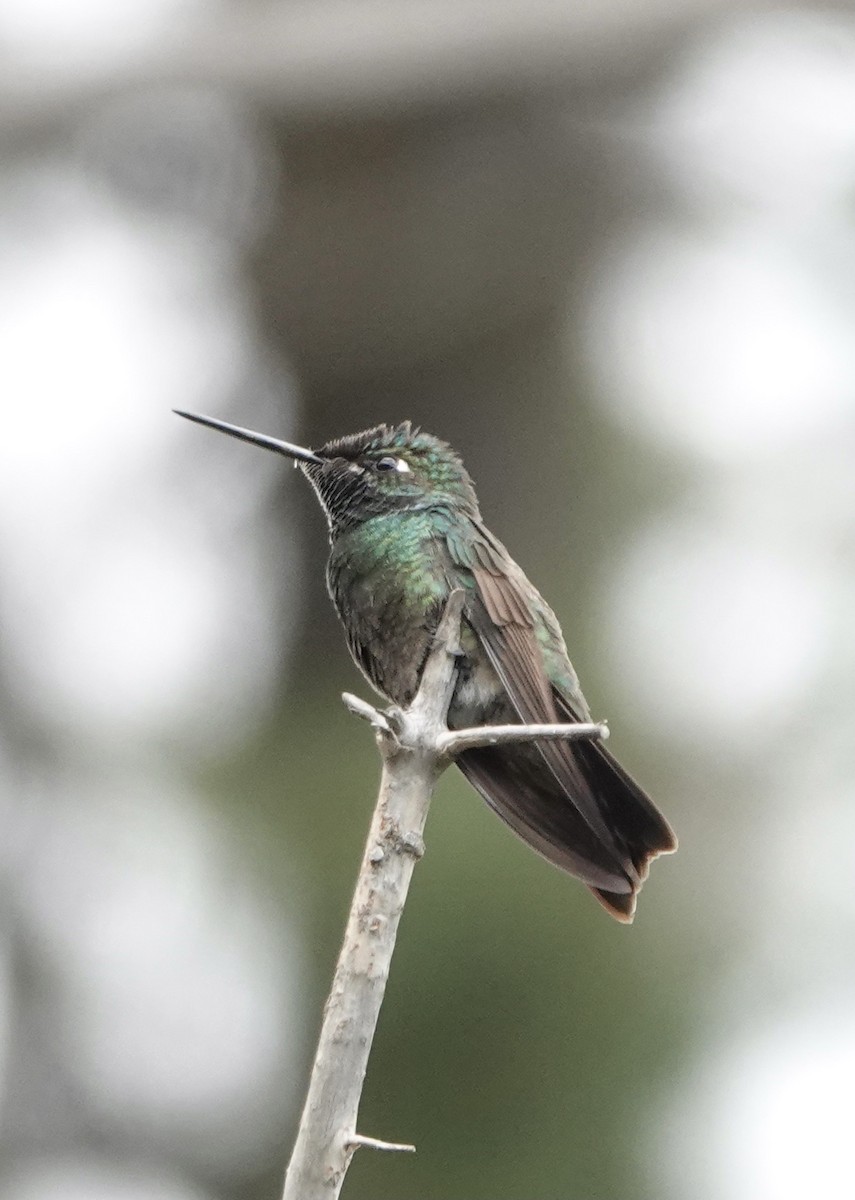 Rivoli's Hummingbird - Dave Ebbitt