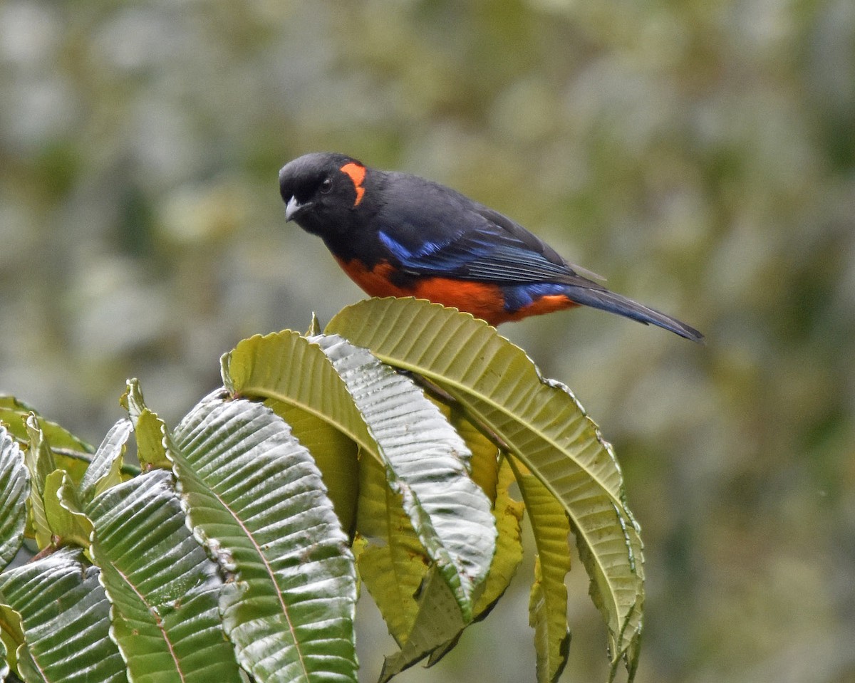 Scarlet-bellied Mountain Tanager - ML37173891