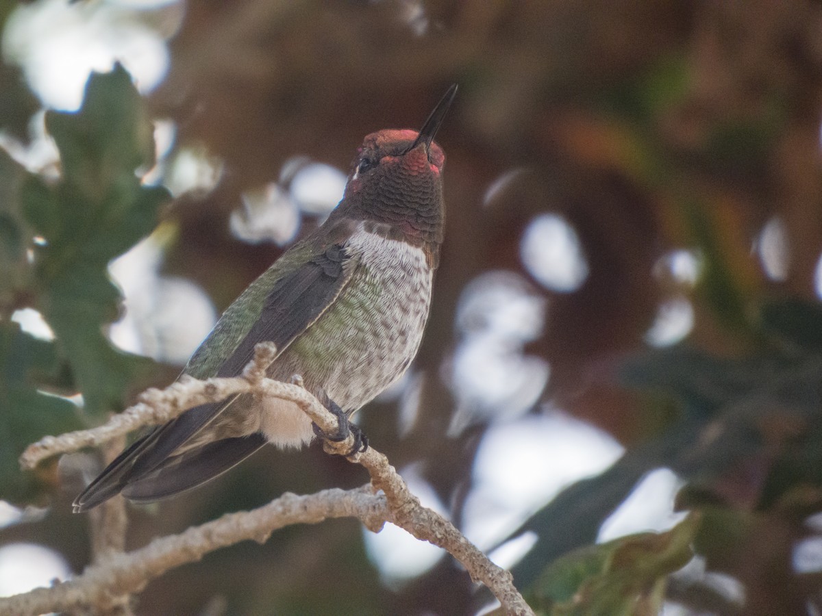 Anna's Hummingbird - BAL Land