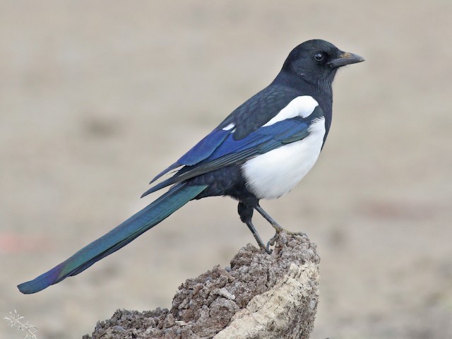 Yog ichida lezbiyen jinsiy aloqa