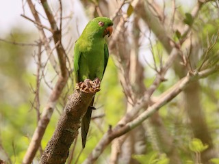  - Socorro Parakeet