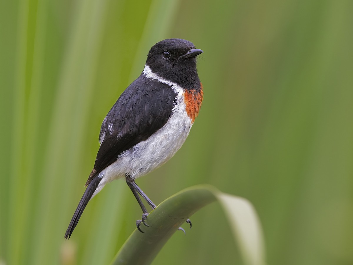 African Stonechat - Saxicola torquatus - Birds of the World