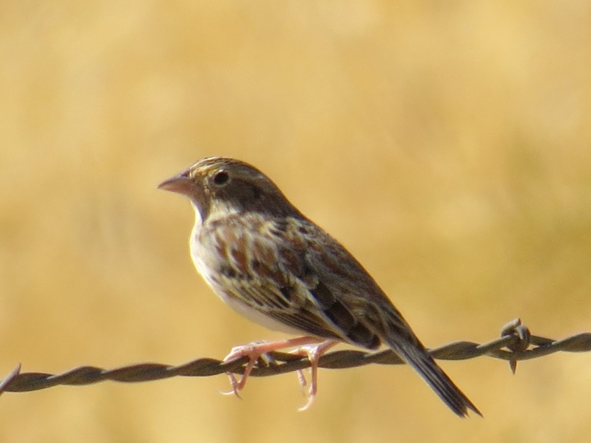 Grasshopper Sparrow - Lily Douglas