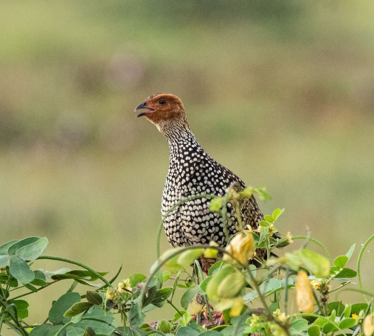 Painted Francolin - ML371752331