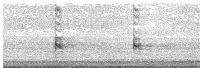 Long-tailed Shrike - ML371752951