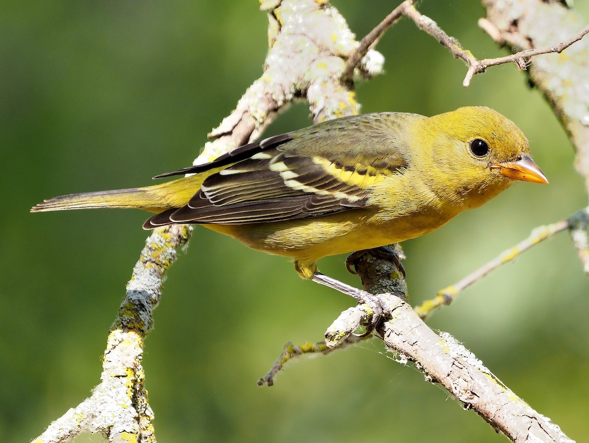 Western Tanager - ML371754441