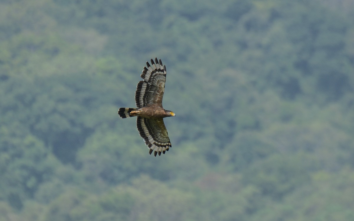 Crested Serpent-Eagle - ML371769191