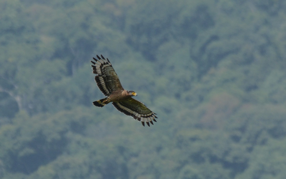 Crested Serpent-Eagle - ML371769201