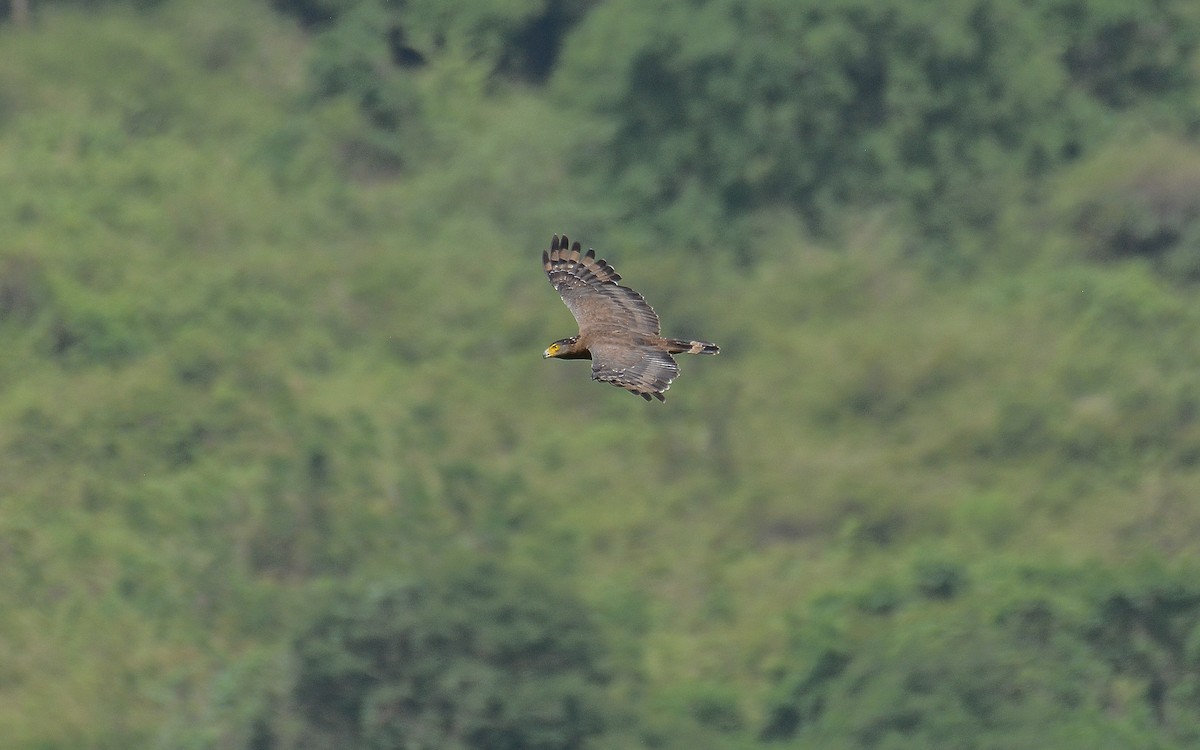 Crested Serpent-Eagle - ML371769681