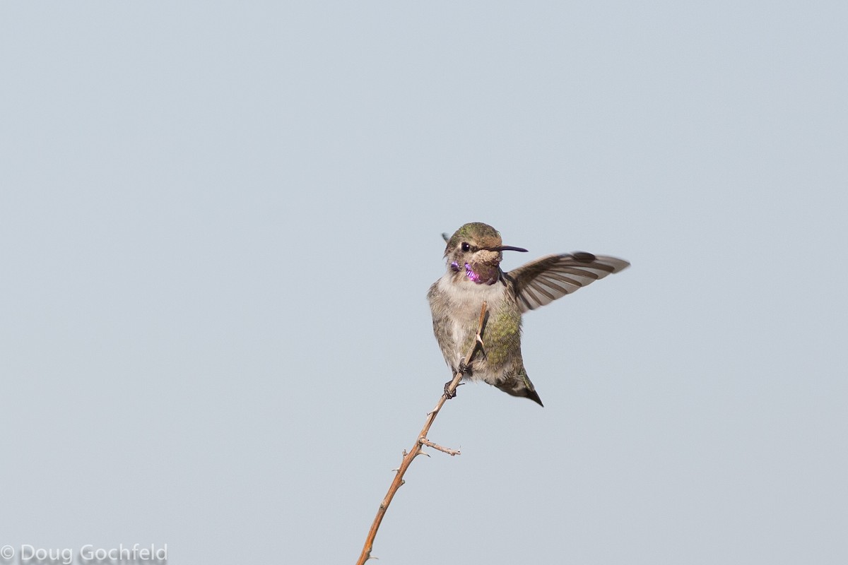 Costa's Hummingbird - ML37177691