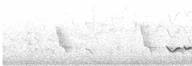 White-tailed Iora - ML371780121
